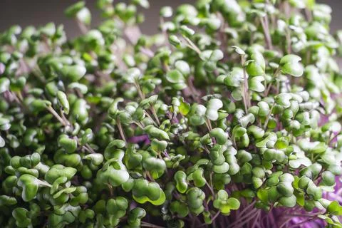 Top table view on fresh red cabbage seed sprouts. Stock Photos