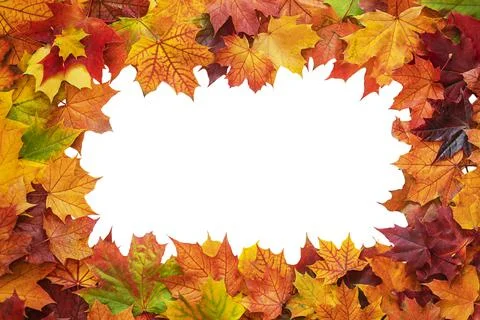 Top table view on multi-colored bright maple leaves. Stock Photos