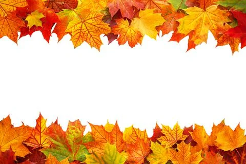 Top table view on multi-colored bright maple leaves. Foto stock