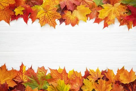 Top table view on multi-colored bright maple leaves. Stock Photos
