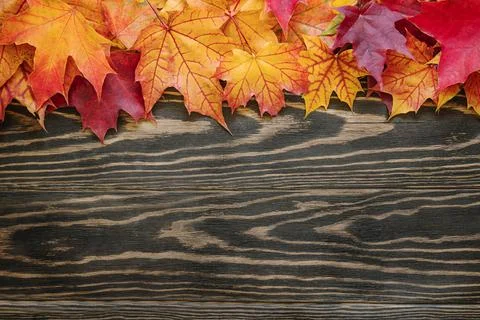 Top table view on multi-colored bright maple leaves. Stock Photos