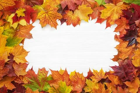 Top table view on multi-colored bright maple leaves. Stock Photos