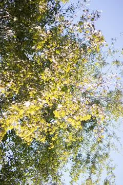The top of a tall birch tree in the rays of the autumn sun at the forest Fotos de archivo
