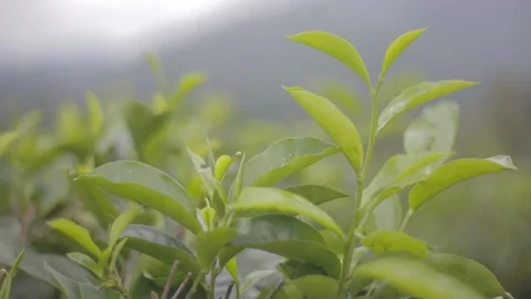 Top Tea Leaves Stock Footage 123195081