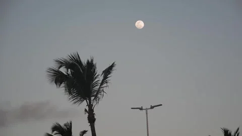 The top of a towering coconut tree against the blue sky and the moon in the.. Stock Footage 318483966