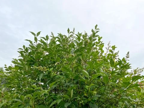 The top of a tree against a cloudy sky. Stock Photos