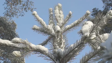 The top of the tree ate in the snow in the sun in the winter forest in spring Stock Footage 86205887