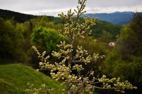 Top of a tree between hillsides under the blue sky Stockfoto's
