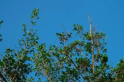 Top of tree branch and clear blue sky background Stock Photos