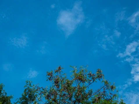 Top of tree branches and clear blue sky Stock Photos