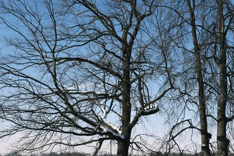 Top of the tree branches pattern against blue sky in cold winter outdoors 库存照片