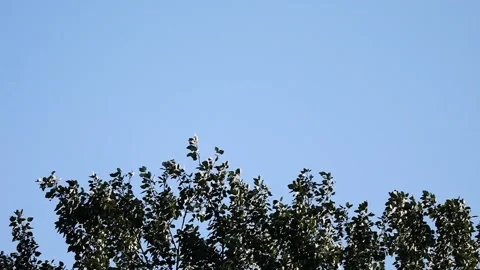 The top of a tree canopy with a blue sky in slow motion Stock Footage 131326919