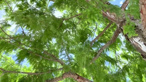 Top of Tree Close-Up Stock Footage 248183197