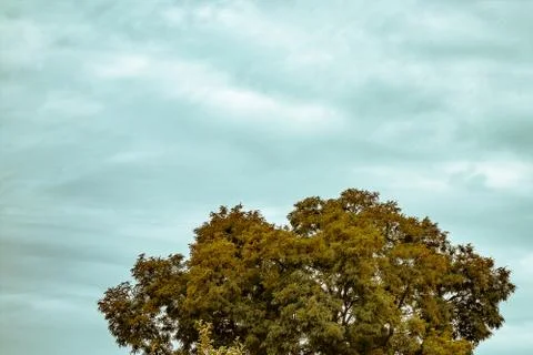 The top of tree on cloud sky background. Teal and orange color toning. Crown  Stock-Fotos