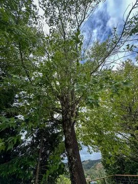 Top of tree on a cloudy day Stock Photos