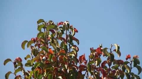 Top of tree with green and red leaves in front of blue sky Stock Footage 56909051