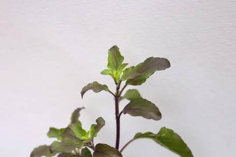 Top tree of Holy basil on white background. Stock Photos