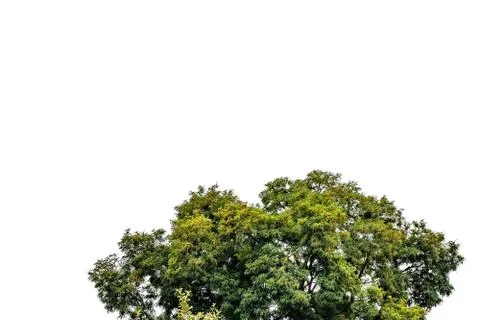 The top of tree on isolated background. Crown or bush with green leaves 스톡 사진