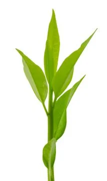 Top of a tree isolated. Stock Photos