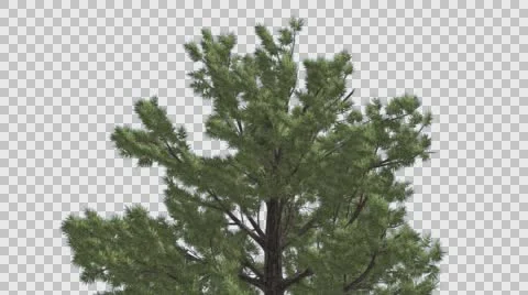 Top of Tree Loblolly Pine Coniferous Evergreen Large Tree is Swaying at the Stock Footage 59965232