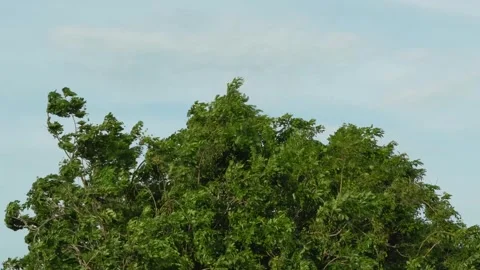 Top of tree moving slowly from wind blowing, peaceful footage Stock Footage 294942164