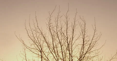 Top of tree observing the alba. Stock Footage 152475079