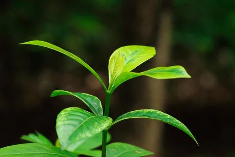 Top of a tree for pattern Stock Photos