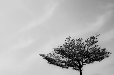 Top of tree. Stock Photos