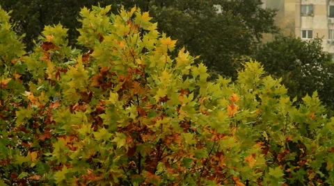 Top Of A Tree On A Rainy And Windy Autumn Day, Late October, City Vídeos de archivo 53058746