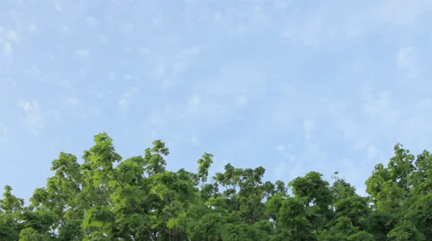 Top of tree with sky background Video stock 39654595