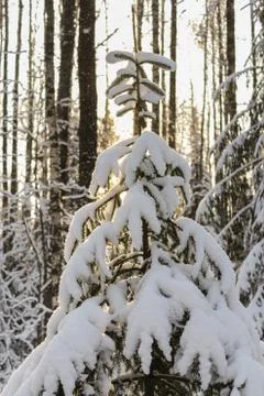 The top of the tree is in the snow. Foto stock