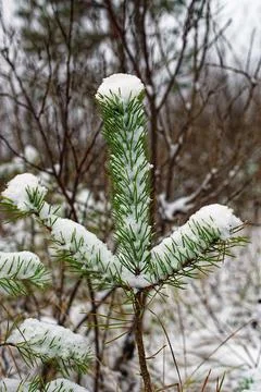 The top of the tree in the snow Stock Photos