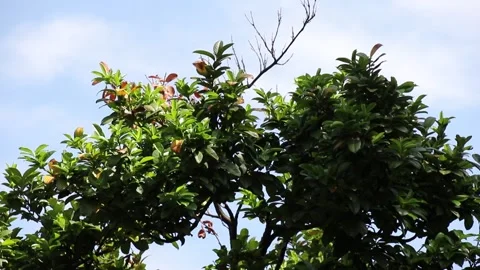 Top of a tree swaying in the wind Stock Footage 144979399