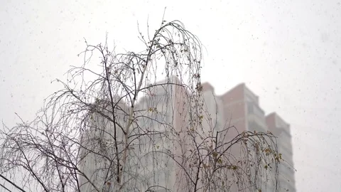 Top of the tree without leaves and falling snow with building on background Video stock 75521901