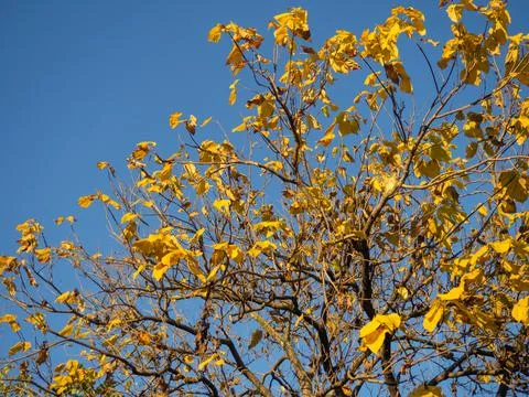 Top of a tree with yellow sparse leaves. autumn is coming Yellow leaves again Stock Photos