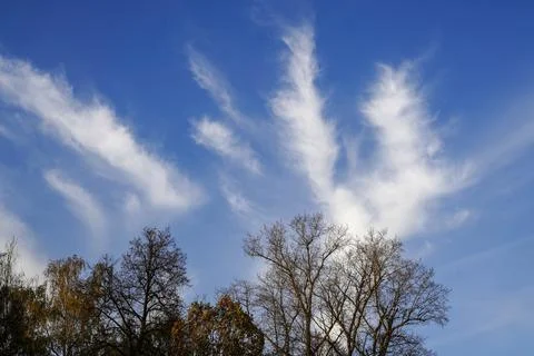 Top of trees against blue sky with white clouds in bright weather Stock Photos