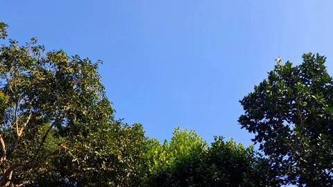 Top of trees against clear blue sky Vídeo Stock 331658629