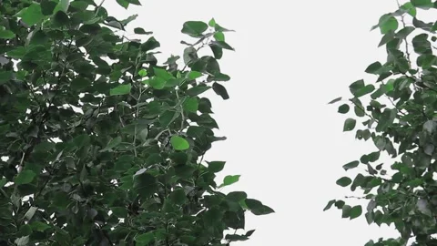 The top of the trees against the sky with clouds. Copy space Stock Footage 136561434