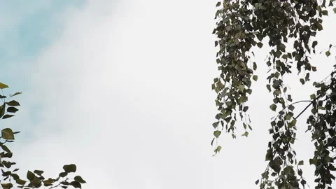 The top of the trees against the sky with clouds. Copy space Stock Footage 137971376