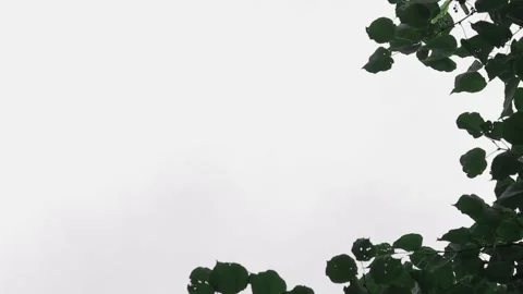 The top of the trees against the sky with clouds. Copy space Stock Footage 137971444
