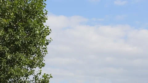 The top of the trees against the sky with clouds. Copy space Stock Footage 137971492