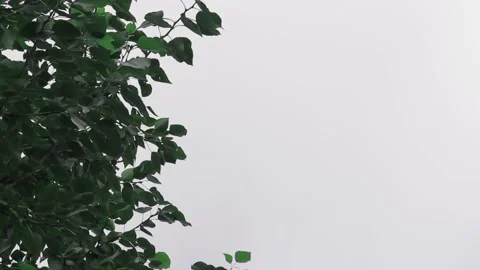 The top of the trees against the sky with clouds. Copy space Stock-Footage 139923029