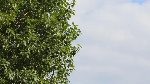 The top of the trees against the sky with clouds. Copy space Stock-Footage 139923161