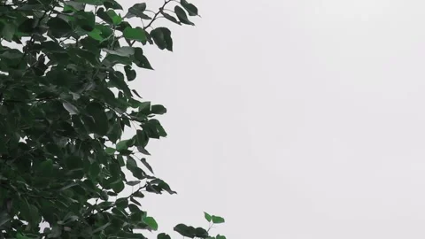 The top of the trees against the sky with clouds. Copy space Stock Footage 140268970