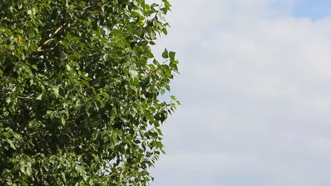 The top of the trees against the sky with clouds. Copy space Stock Footage 140269105