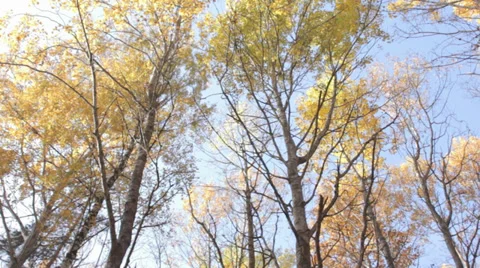 The Top of Trees in Autumn 2 Slow Pan Stock Footage 31900769