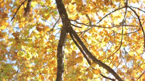 The Top of Trees in Autumn 3 Slow Pan Stock Footage 31899704