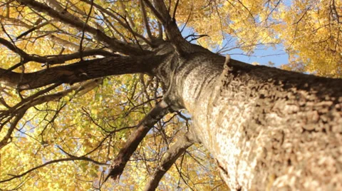 The Top of Trees in Autumn 4 Slow Pan Stock Footage 31900986