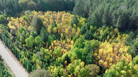 Top Trees In Autumn Colors Stock Footage 254438819