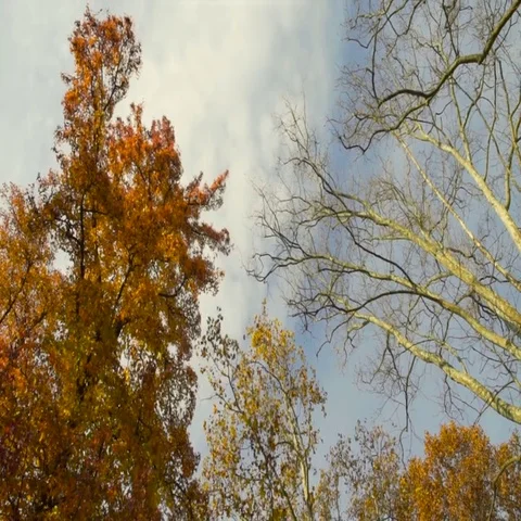 Top of the trees in autumn Stock Footage 69557766